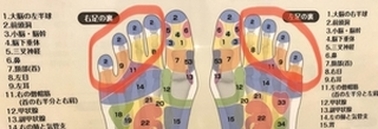 足つぼ（反射区）第2回 ～人差し指・中指・薬指・小指～