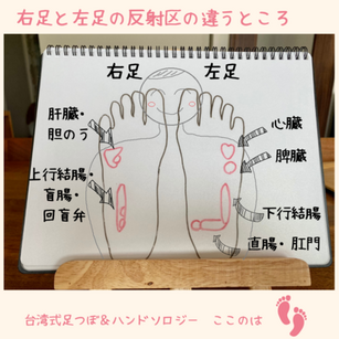 足の反射区　～右足と左足は違う！？～