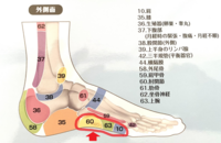 足つぼ（反射区）　第２７回　～肩・上腕・肘関節～