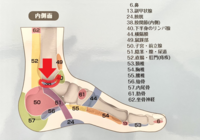 足つぼ（反射区）　第２９回　～股関節～